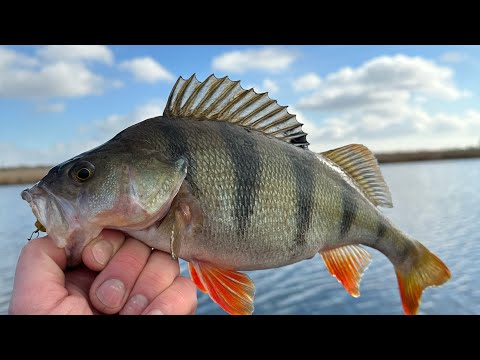 Видео: Первый лед для лодки ПВХ,и отличные выходы окуней!