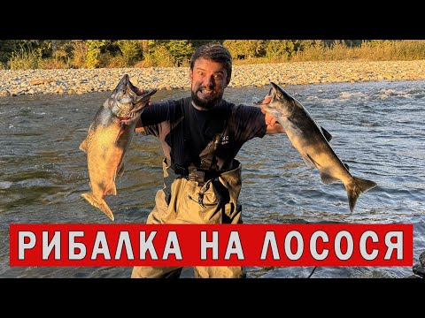 Видео: РИБАЛКА НА ЛОСОСЯ. Накаркав собі покльовку