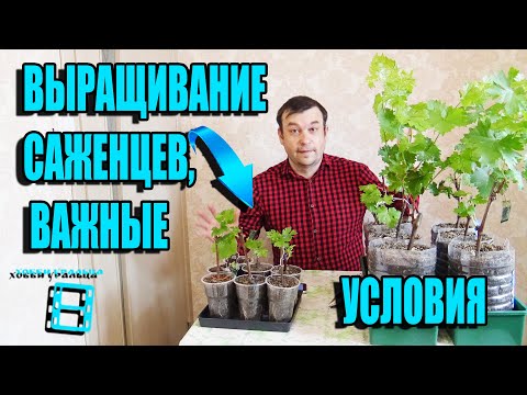 Видео: ВЫРАЩИВАНИЕ, ВЕГЕТИРУЮЩИХ САЖЕНЦЕВ ВИНОГРАДА В ДОМАШНИХ УСЛОВИЯХ. СЕВЕРНЫЙ ВИНОГРАДНИК 4-21