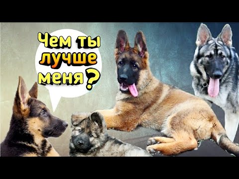 Видео: НЕУЖЕЛИ Зонарная НЕМЕЦКАЯ ОВЧАРКА умнее? Волчий окрас, генетика породы, рабочая линия.