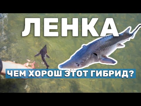 Видео: Отличная рыба для пруда. ЛенКа - осётр-гибрид. Зарыбление пруда мальками