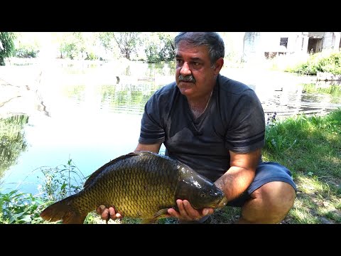 Видео: Шарани на плувка и дъно в Кричим_digitalstudiobg