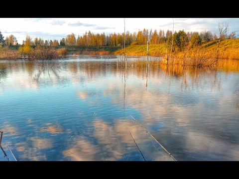 Видео: Ловлю КАРАСЕЙ МОНСТРОВ в коряжнике РЫБАЛКА на поплавок Russian fishing