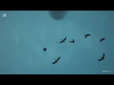 Видео: VÎNĂTOARE la GÎSCĂ în lunca PRUTULUI. ОХОТА на ГУСЯ ОТКРЫТИЕ. GOOSE HUNTING 
