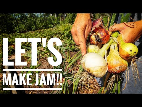 Видео: ИЗ САДОВОГО В БАНКУ | Сладкий луковый джем