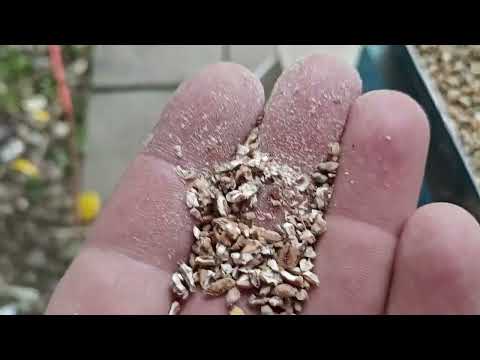 Видео: Хлебное вино из солода Тритикале!!!