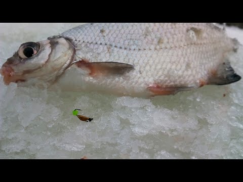 Видео: ПОСТАВИЛ ЭТУ безмотылку и ПОНЕСЛОСЬ! Ловля СОПЛИВЫХ, Рыбалка зимой 2022