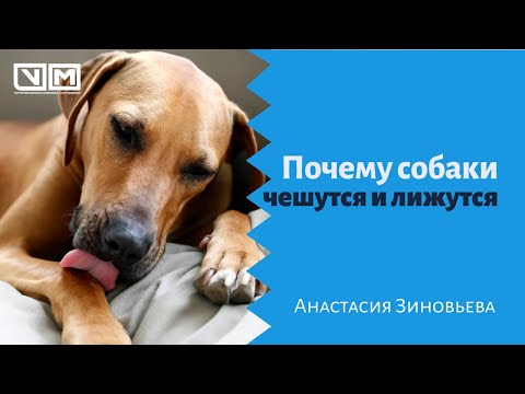 Видео: Почему собаки чешутся и лижутся