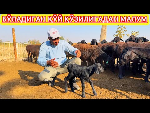 Видео: Нафсига Қул Бўлмаган, Тўдани Ҳеч Бўлмаган, Таги Тоза Танланган.