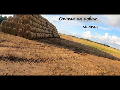 Видео: Охота на новом месте