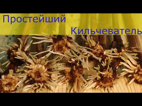 Видео: Простейший Кильчеватель + Клонекс Гель.