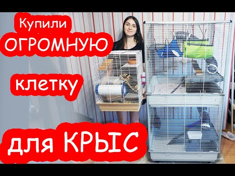 Видео: Купили ОГРОМНУЮ клетку для КРЫС