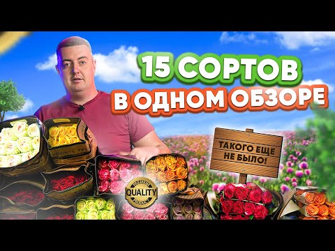 Видео: Розы Orange Reeva, Twilight и Enchantment 40 см | Плантация Ponte Tresa | Эквадор | Цветы оптом