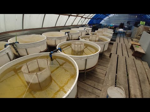 Видео: 14 | Проект Аренда пруда | Долгожданное зарыбление водоема