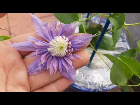 Видео: Посылки с клематисами. От Игоря Колодяжного и Елены)