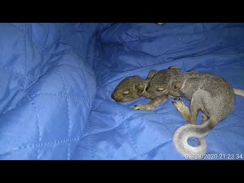 Видео: ИНСТРУКЦИЯ ПО ВЫКАРМЛИВАНИЮ МАЛЕНЬКИХ БЕЛЬЧАТ. Часть 1.