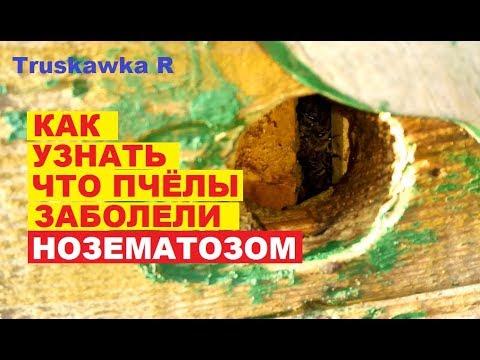 Видео: #Нозематоз #пчёл, признаки и диагностика. Профилактика и лечение.