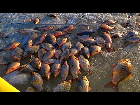 Видео: КАРАСИ-МОНСТРЫ не ЛЕЗУТ в ЛУНКИ! РЫБА КИШИТ под ПАЛАТКОЙ! Живём с сыном в палатке, жарим рыбу