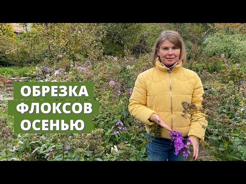 Видео: Когда и как я обрезаю флоксы осенью