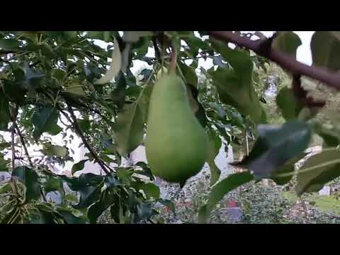 Видео: Прогулка по саду