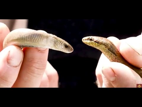 Видео: Медяница, веретеница, гладун, медянка.
