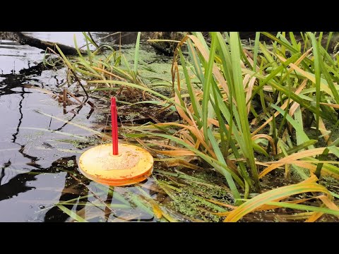 Видео: РЫБАЛКА НА КРУЖКИ В БОЛОТЕ..)