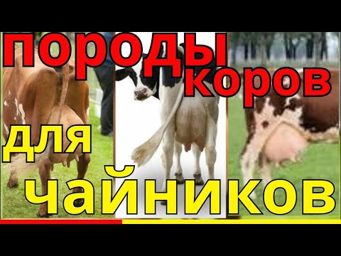 Видео: Топ 3 породы коров для начинающих фермеров!