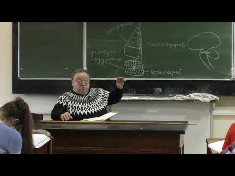 Видео: Каменский А. А. - Физиология человека и животных - 11. Строение и функции мозжечка