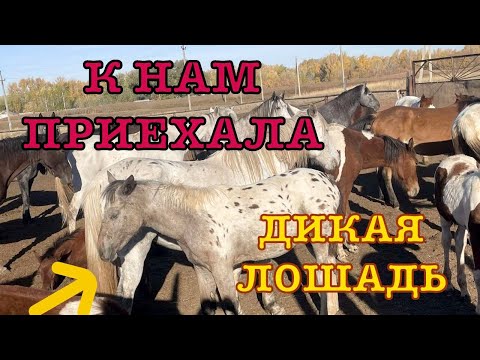 Видео: Что делать? К нам приехала молодая лошадь из табуна