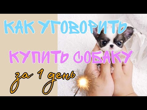 Видео: КАК УГОВОРИТЬ КУПИТЬ СОБАКУ РОДИТЕЛЕЙ ЗА 1 ДЕНЬ? // Уговорим родителей купить щенка! 🐶❤️