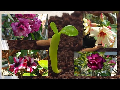 Видео: Созревшие семена Адениума.  Посев. Первые всходы.  И немного красоты!