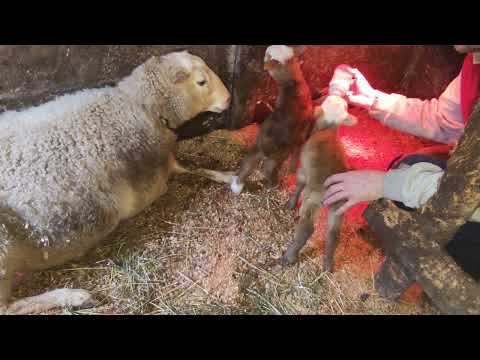 Видео: Подкормка Катумских ягнят из большого окота коровьим молоком.