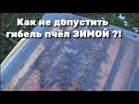 Видео: Как не допустить гибель пчёл зимой ?!