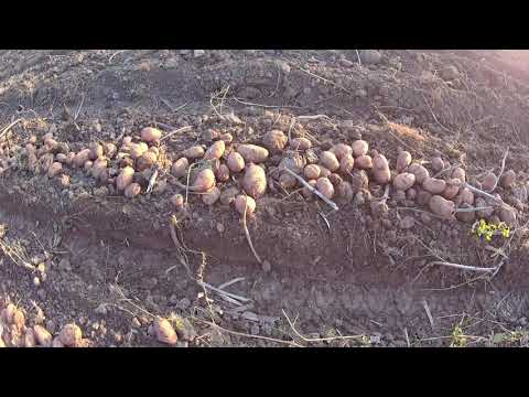 Видео: Картопля 2021 Мирослава