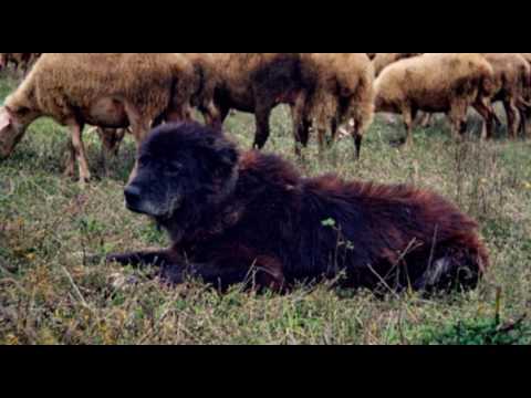 Видео: Документарен филм „Караман во македонската народна литература“