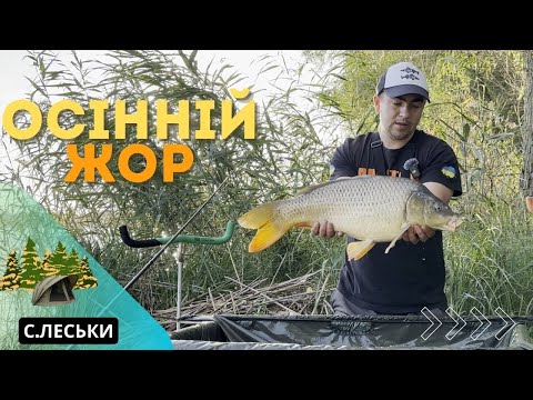 Видео: ОСІННІЙ ЖОР КОРОПА!!! Вони клюють дуплетами. На що ловити коропа в осени? Де шукати коропа восени?