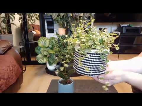 Видео: 🍀☘🌱 Новиночки приобретённые  в сентябре (8шт).🌱☘🌿