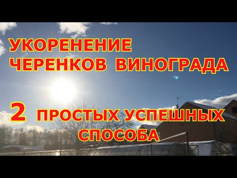 Видео: УКОРЕНЕНИЕ ЧЕРЕНКОВ винограда.  ПРОСТЫЕ АЛГОРИТМЫ