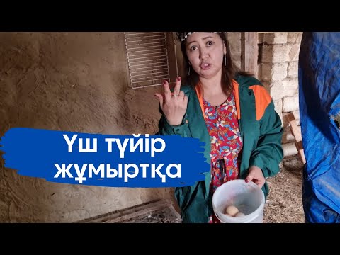 Видео: Vlog. Тауықтарыма ренжідім. Тауықтар 3 жұмыртқа берді