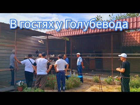 Видео: В гостях у Голубевода Петра Бондаренко. Беседы о голубях. #pigeon #Голуби