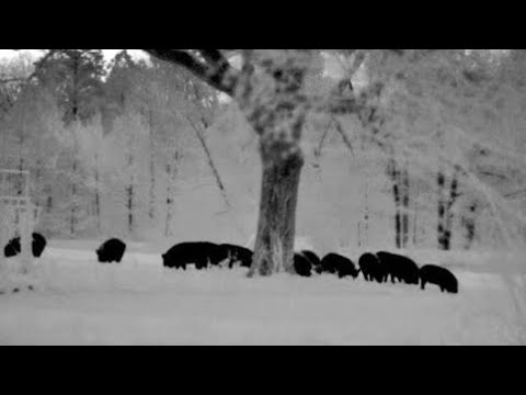 Видео: 142 гогов | Охота в Техасе с термальной ночной зрительностью | Компиляция Pular Trail XP 50