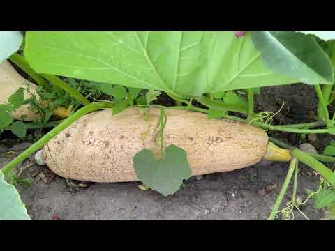 Видео: ДЕЛА ГРЕЧИШНЫЕ🌿🍃🥰. РОЗОВЫЕ БАНАНЫ 🤣🤣🤣😳😳😳💪💪💪