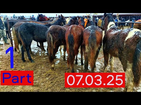 Видео: 💥  07.03.25 💘 КӨксӘйек  /  Жылқы  Бағалары . 💝Shymkent/ Horses Market.  // Part - 1