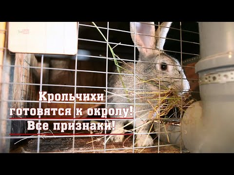 Видео: Окролы крольчих, осмотр маточника и клетки после окрола.