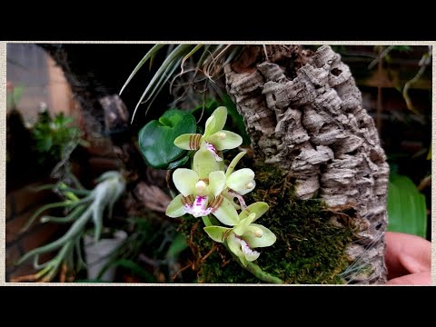 Видео: Мои японские ОРХИДЕИ. Siderea japonica.  Siderea japonica minmaru уход и содержание орхидей.