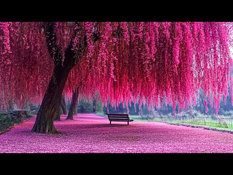 Видео: лечебная музыка для сердца и сосудов 🌸 успокаивает нервную систему и радует душу, Нежная музыка #76