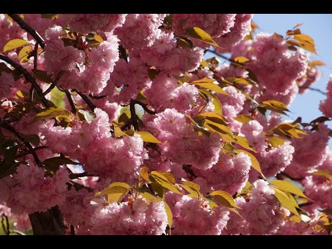 Видео: Алексей Рыбников - Лирическая тема