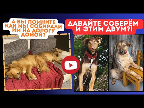 Видео: Спасти, пройти чёрные передержки, выжить, чтоб теперь попросить у вас денег на счастье