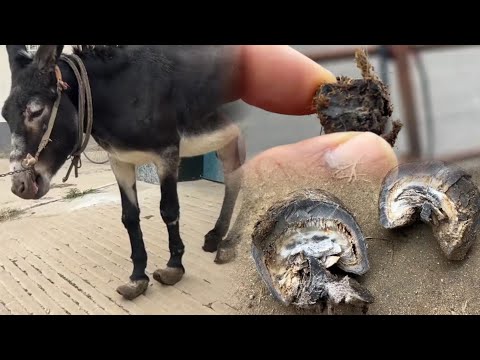 Видео: Толстые копыта скрывают камни? Так расслабляет!