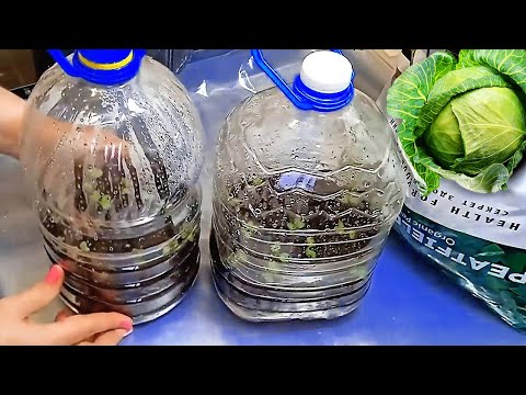 Видео: Міцна Розсада Капусти без ламп та пікіровки! Не хворіє, швидко приживається в ґрунті.